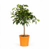 Oranger Corrugato - Citrus sinensis Corrugato Mini tige 85cm Pot 5L