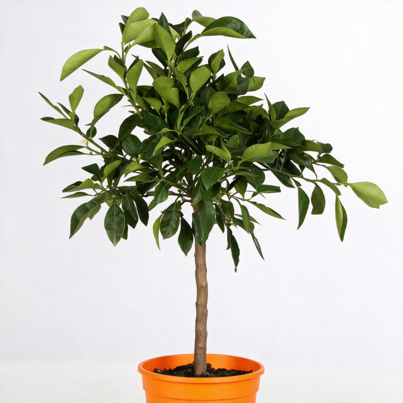 Oranger Corrugato - Citrus sinensis Corrugato Mini tige 85cm Pot 5L