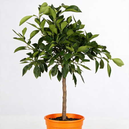 Oranger Corrugato - Citrus sinensis Corrugato Mini tige 85cm Pot 5L
