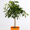 Oranger Corrugato - Citrus sinensis Corrugato Mini tige 85cm Pot 5L