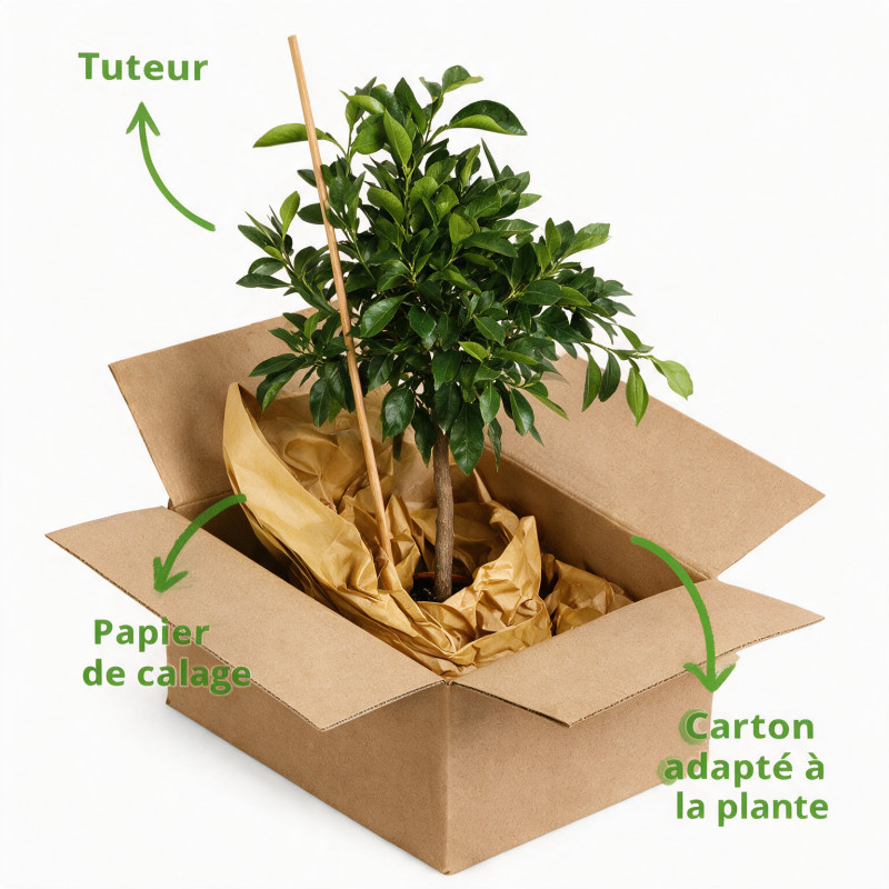 Oranger Corrugato - Citrus sinensis Corrugato Mini tige 85cm Pot 5L