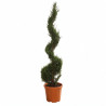 Cyprès de Leyland - Cupressocyparis leylandii Spirale 180cm Pot 30L