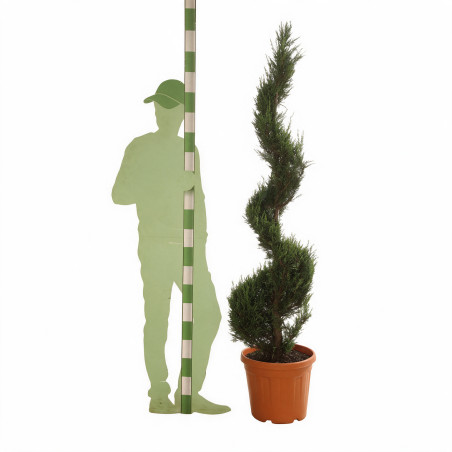 Cyprès de Leyland - Cupressocyparis leylandii Spirale 180cm Pot 30L