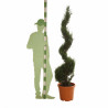 Cyprès de Leyland - Cupressocyparis leylandii Spirale 180cm Pot 30L