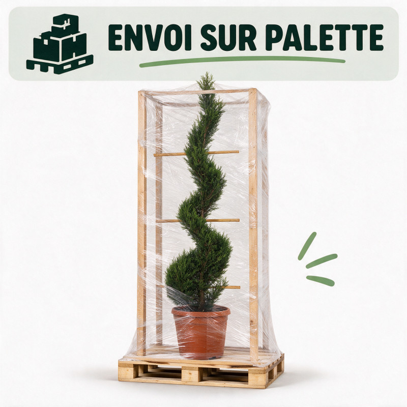 Cyprès de Leyland - Cupressocyparis leylandii Spirale 180cm Pot 30L