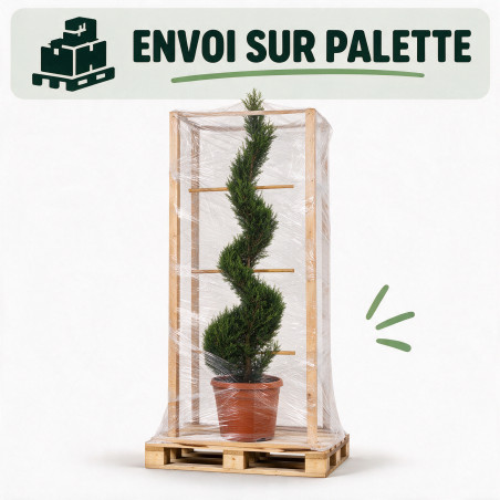 Cyprès de Leyland - Cupressocyparis leylandii Spirale 180cm Pot 30L