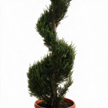 Cyprès de Leyland - Cupressocyparis leylandii Spirale 180cm Pot 30L