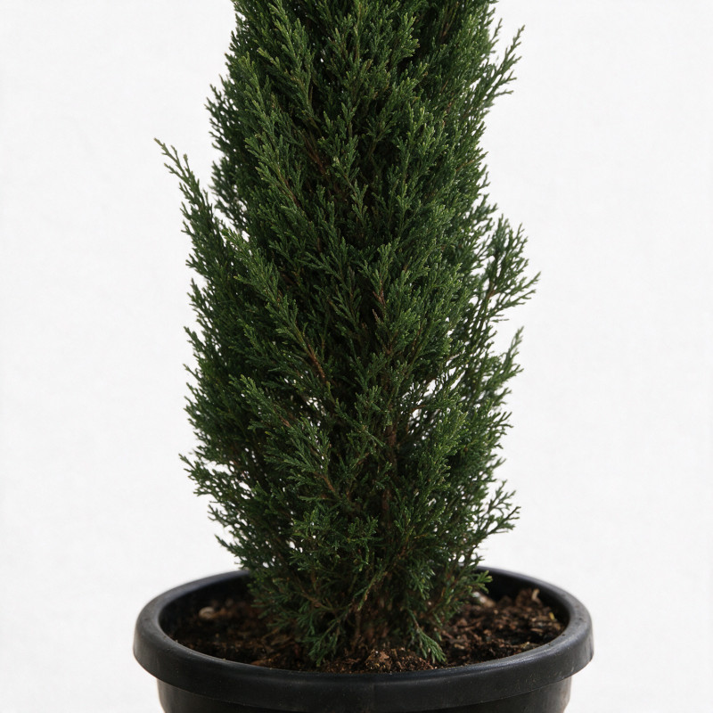 Cyprès de Provence Pyramidalis - Cupressus sempervirens Pyramidalis 175/195cm Pot 30L