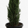 Cyprès de Provence Pyramidalis - Cupressus sempervirens Pyramidalis 175/195cm Pot 30L