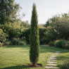 Cyprès de Provence Pyramidalis - Cupressus sempervirens Pyramidalis 175/195cm Pot 30L