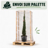 Cyprès de Provence Pyramidalis - Cupressus sempervirens Pyramidalis 175/195cm Pot 30L