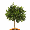 Bigaradier Chinotto - Citrus aurantium Chinotto Mini tige 65cm Pot 5L