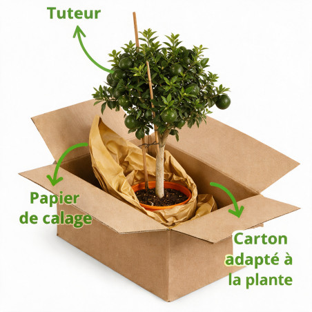 Bigaradier Chinotto - Citrus aurantium Chinotto Mini tige 65cm Pot 5L