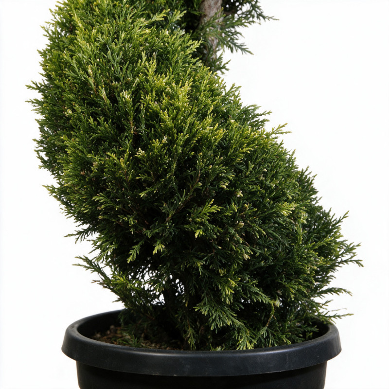 Cyprès de Leyland Castlewellan Gold - Cupressocyparis leylandii Castlewellan Gold Spirale 180cm Pot 30L