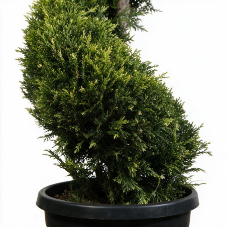 Cyprès de Leyland Castlewellan Gold - Cupressocyparis leylandii Castlewellan Gold Spirale 180cm Pot 30L