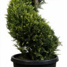 Cyprès de Leyland Castlewellan Gold - Cupressocyparis leylandii Castlewellan Gold Spirale 180cm Pot 30L