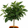 Oranger - Citrus sinensis Mini tige 65cm Pot 3L