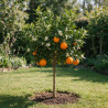 Oranger - Citrus sinensis Mini tige 65cm Pot 3L