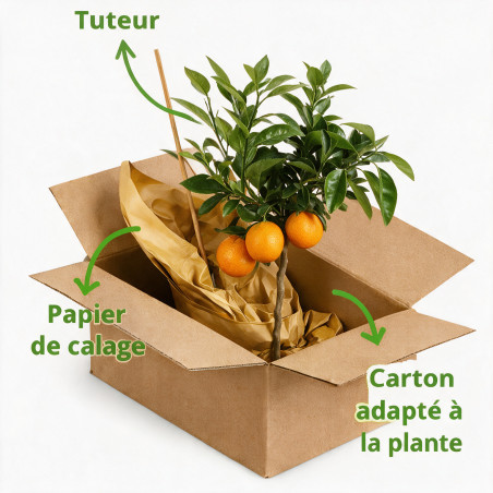 Oranger - Citrus sinensis Mini tige 65cm Pot 3L