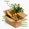 Oranger - Citrus sinensis Mini tige 65cm Pot 3L