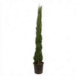 Cyprès de Provence Totem - Cupressus sempervirens Totem 175/195cm Pot 25L