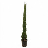 Cyprès de Provence Totem - Cupressus sempervirens Totem 175/195cm Pot 25L