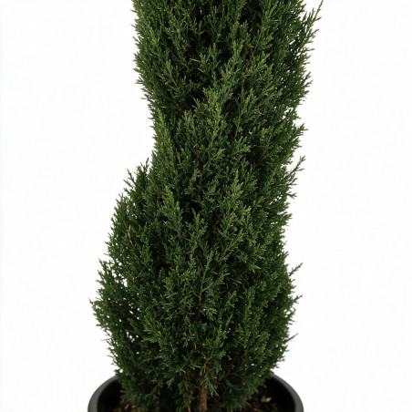 Cyprès de Provence Totem - Cupressus sempervirens Totem 175/195cm Pot 25L