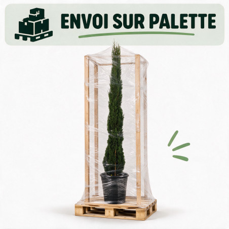 Cyprès de Provence Totem - Cupressus sempervirens Totem 175/195cm Pot 25L