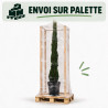 Cyprès de Provence Totem - Cupressus sempervirens Totem 175/195cm Pot 25L