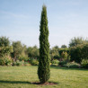 Cyprès de Provence Totem - Cupressus sempervirens Totem 175/195cm Pot 25L