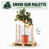 Oranger - Citrus sinensis Tige 115/125cm Pot 7,5L