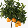 Oranger - Citrus sinensis Tige 115/125cm Pot 7,5L