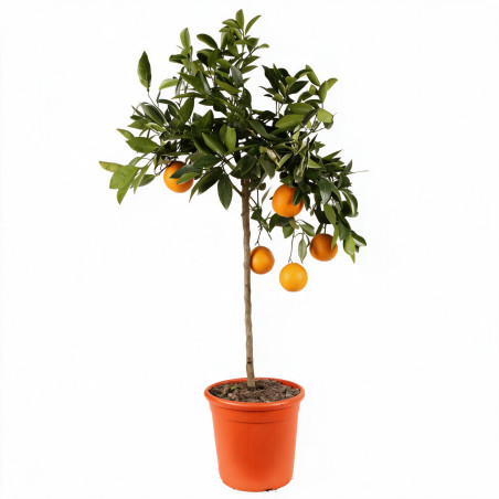 Oranger - Citrus sinensis Tige 115/125cm Pot 7,5L
