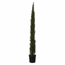 Cyprès de Provence Pyramidalis - Cupressus sempervirens Pyramidalis 150/170cm Pot 15L