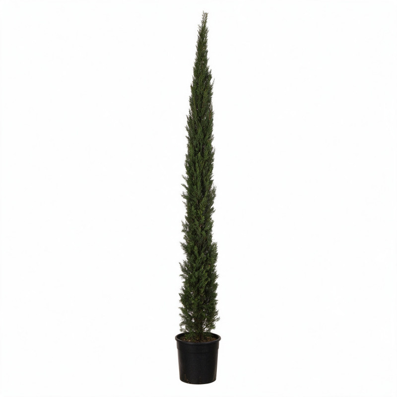 Cyprès de Provence Pyramidalis - Cupressus sempervirens Pyramidalis 150/170cm Pot 15L