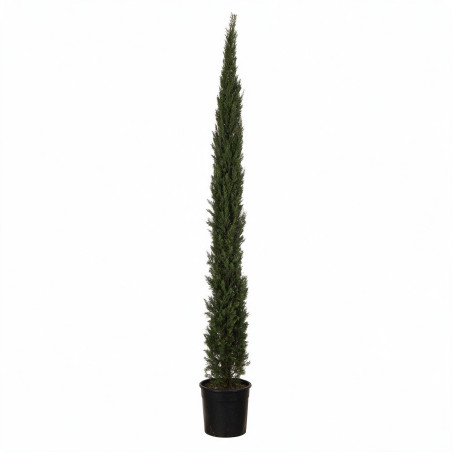 Cyprès de Provence Pyramidalis - Cupressus sempervirens Pyramidalis 150/170cm Pot 15L