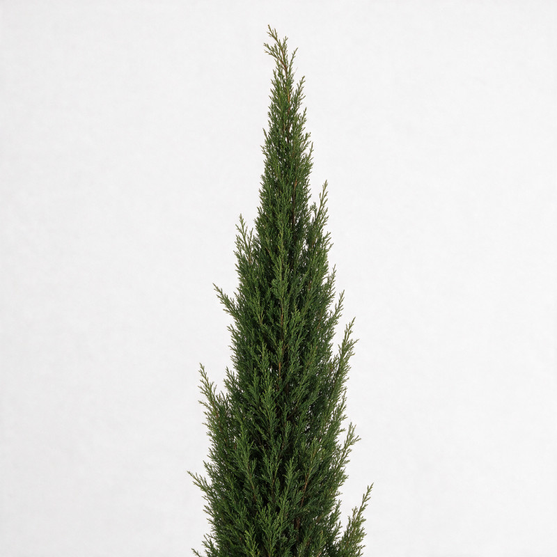 Cyprès de Provence Pyramidalis - Cupressus sempervirens Pyramidalis 150/170cm Pot 15L