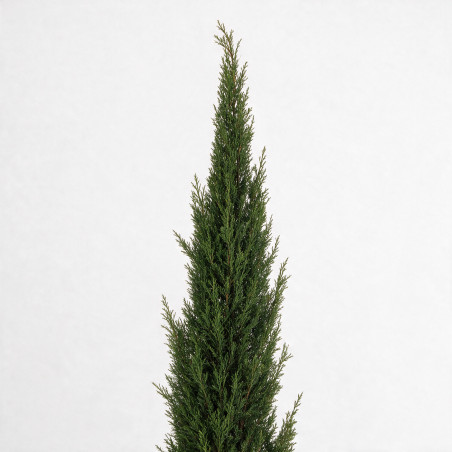 Cyprès de Provence Pyramidalis - Cupressus sempervirens Pyramidalis 150/170cm Pot 15L