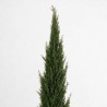 Cyprès de Provence Pyramidalis - Cupressus sempervirens Pyramidalis 150/170cm Pot 15L