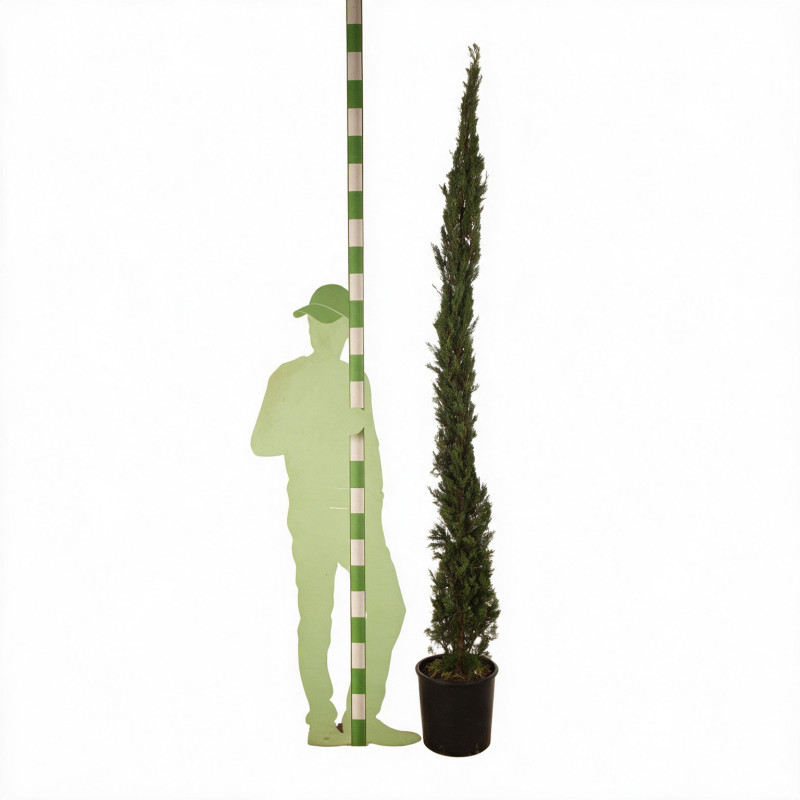 Cyprès de Provence Pyramidalis - Cupressus sempervirens Pyramidalis 150/170cm Pot 15L
