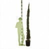 Cyprès de Provence Pyramidalis - Cupressus sempervirens Pyramidalis 150/170cm Pot 15L