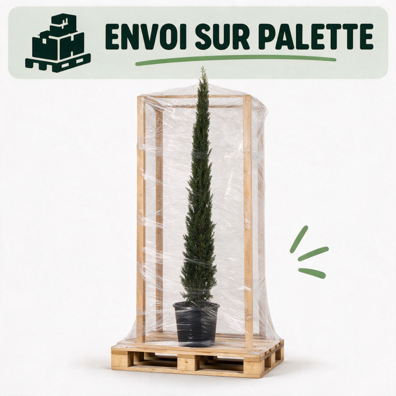 Cyprès de Provence Pyramidalis - Cupressus sempervirens Pyramidalis 150/170cm Pot 15L