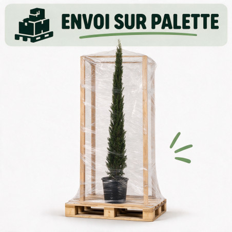 Cyprès de Provence Pyramidalis - Cupressus sempervirens Pyramidalis 150/170cm Pot 15L