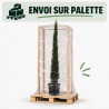 Cyprès de Provence Pyramidalis - Cupressus sempervirens Pyramidalis 150/170cm Pot 15L