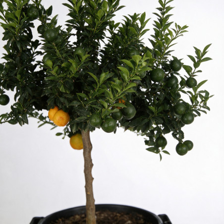 Bigaradier Chinotto - Citrus aurantium Chinotto Tige 180cm Pot 25L