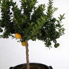 Bigaradier Chinotto - Citrus aurantium Chinotto Tige 180cm Pot 25L