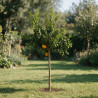 Bigaradier Chinotto - Citrus aurantium Chinotto Tige 180cm Pot 25L