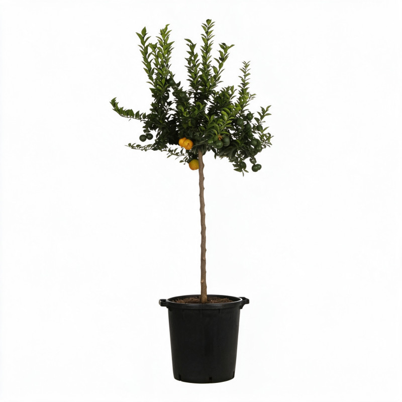 Bigaradier Chinotto - Citrus aurantium Chinotto Tige 180cm Pot 25L