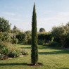 Cyprès de Provence Pyramidalis - Cupressus sempervirens Pyramidalis 150/170cm Pot 15L