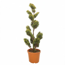 Cyprès de Leyland Gold Rider - Cupressocyparis leylandii Gold Rider Plateaux 150/170cm Pot 35L - Topiaire à boules